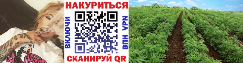 Шишки марихуана THC 21%  Галич 